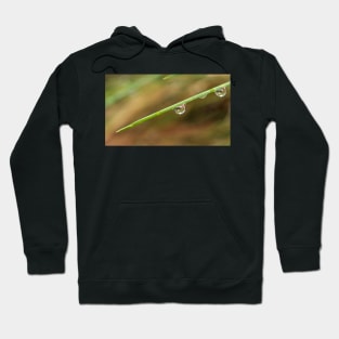 Morning Dew on Grass Hoodie